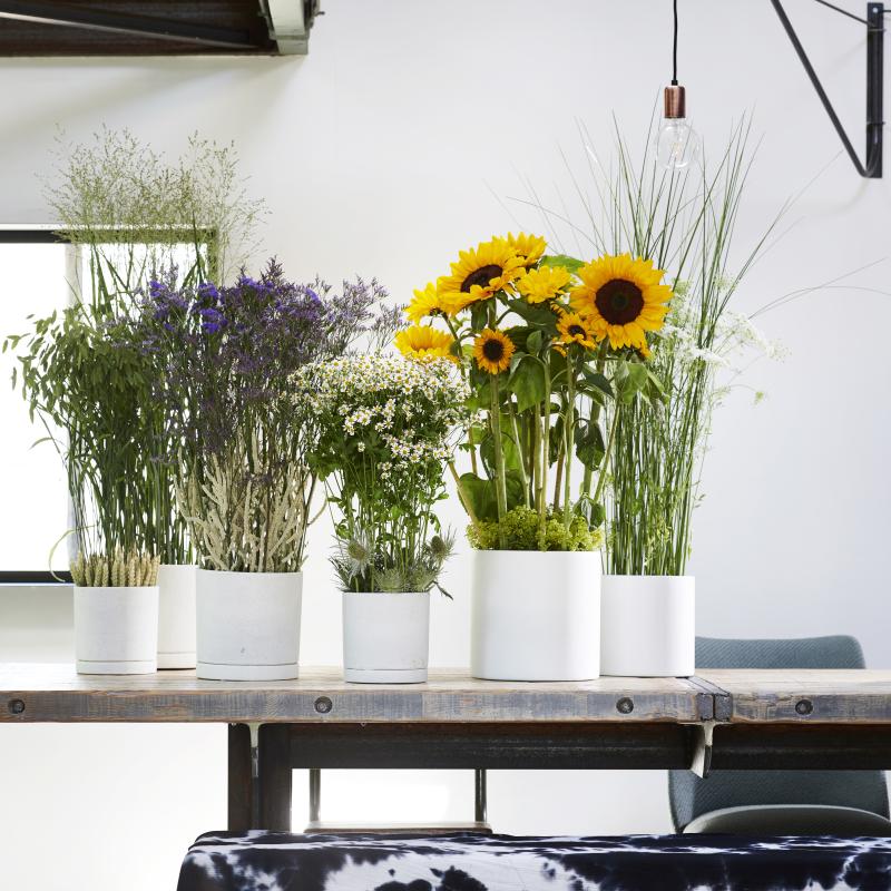 Zomerbloemen staan in juli op de Bloemenagenda Zomerbloemen staan in juli op de Bloemenagenda