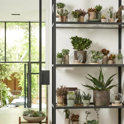 July 2018: succulents  Houseplant of the month 