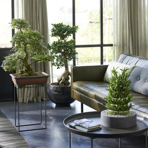 May 2018: Zen plants Houseplants of the month 