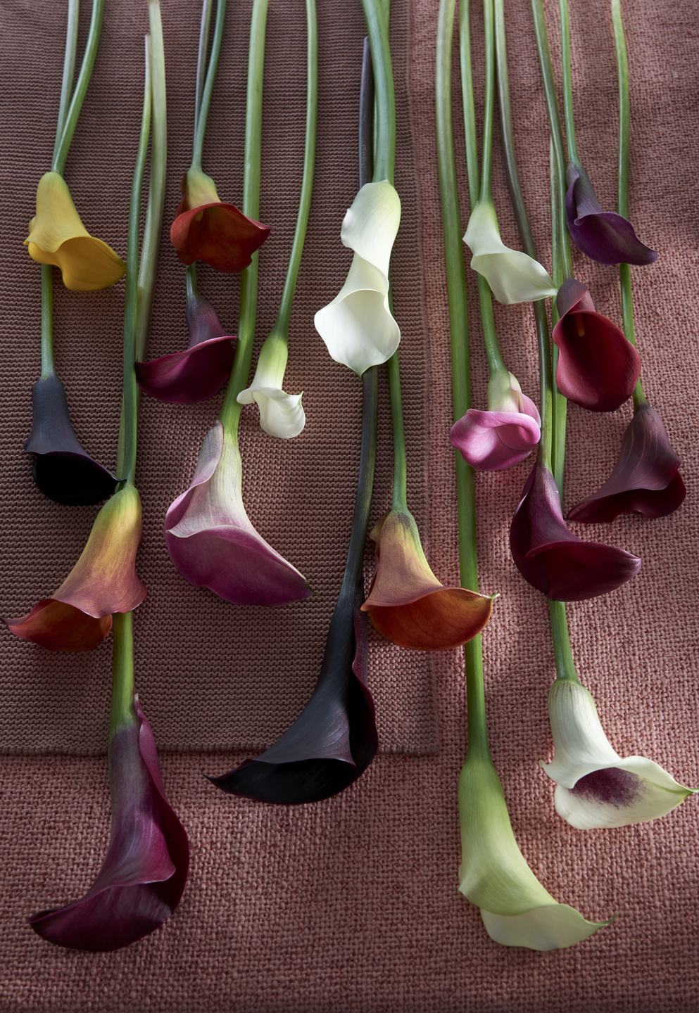 Floraler Glücksbringer beeindruckt Begleitung | - Farbvielfalt durch den mit elegante Calla Frühsommer als Blumenbüro